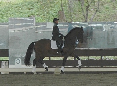 dressage horse trained to grand prix